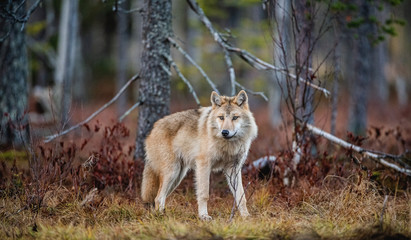 Eurasian wolf, also known as the gray or grey wolf also known as Timber wolf.  Scientific name: Canis lupus lupus. Natural habitat. Autumn forest.