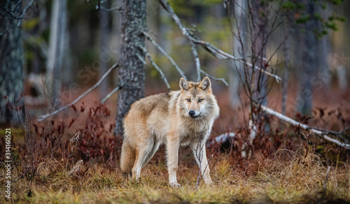 Eurasian wolf, also known as the gray or grey wolf also known as Timber wolf. Scientific name: Canis lupus lupus. Natural habitat. Autumn forest.