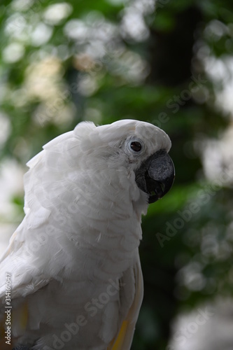 White Cackatoo 2