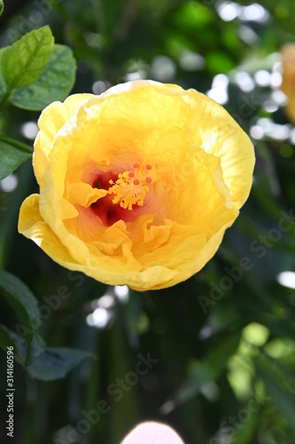 Yellow Hibiscus