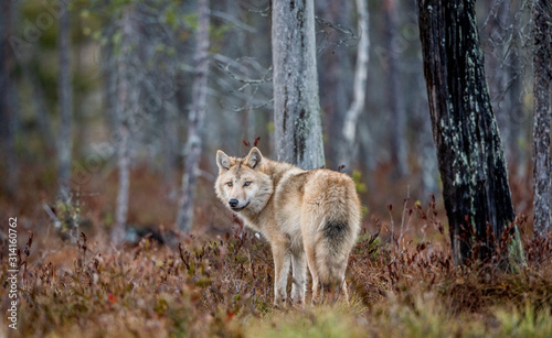 Photo Eurasian wolf, also known as the gray or grey wolf also known as Timber wolf