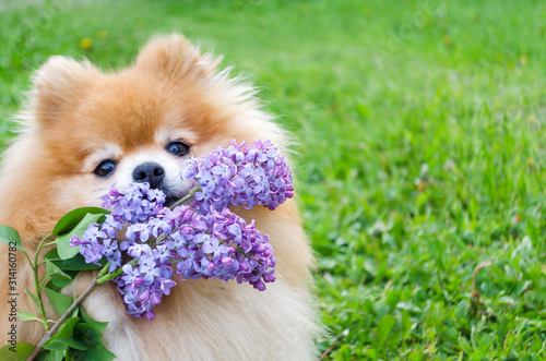 red pomeranian spitz with branch of lilac on green background. dog carries a bouquet, performs a command. flower delivery. copy space