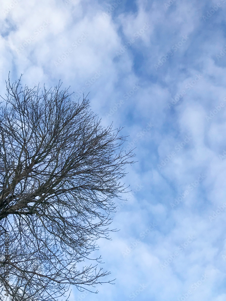 Tree without leaves on a background of blue sky with clouds. Winter landscape. Sunny day. Tree without leaves on a background of blue sky with clouds. Winter landscape. Sunny day.