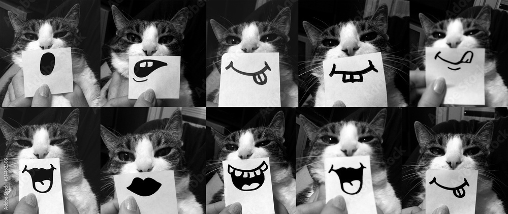Funny cat collage, close up of cat with cardboard over face with drawing of  different emotion, mouth, tong and teeth Stock Photo | Adobe Stock