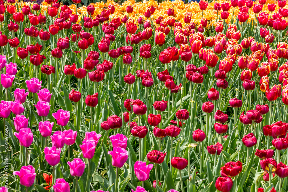 Tulip in the Netherlands 