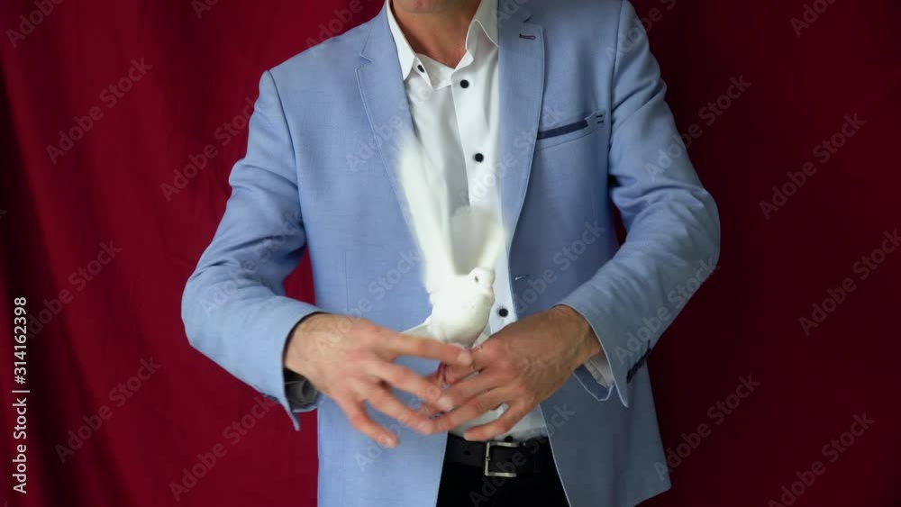 Male magician with white pigeon on vinous background