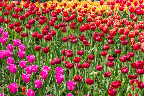 Tulip in the Netherlands  © YIUPAN