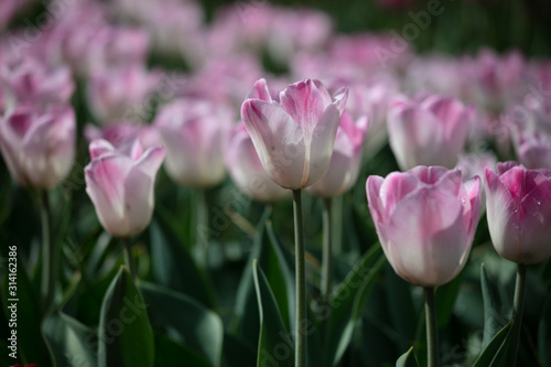 Tulip in the Netherlands 