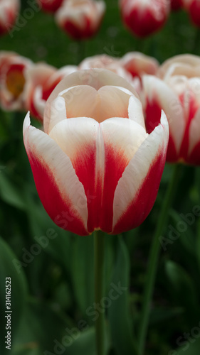 Tulip in the Netherlands 