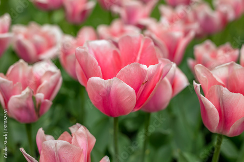 Tulip in the Netherlands 