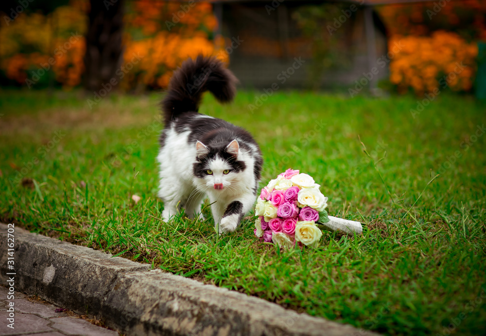 funny cat sniffs a wedding bouquet of multi-colored flowers