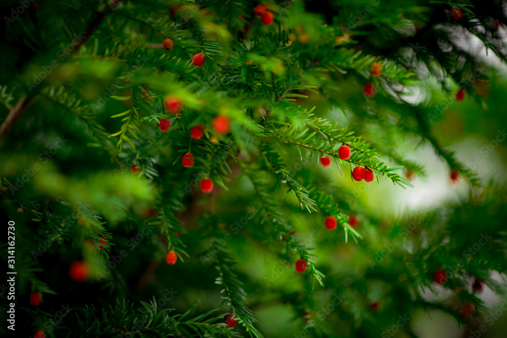 green tree leaves with red berries, spring blooms