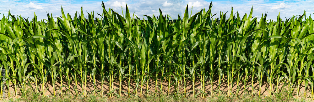 Obraz premium Panorama from green Cornfield