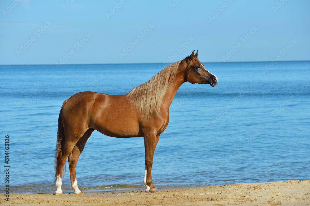Chestnut arabian breed horse stands on the beach free in summer with bright blue sky in the background. Animal portrait.