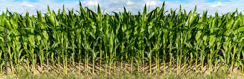 Print op canvas Panorama from green Cornfield