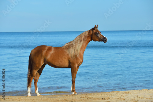 Chestnut arabian breed horse stands on the beach free in summer with bright blue sky in the background. Animal portrait.