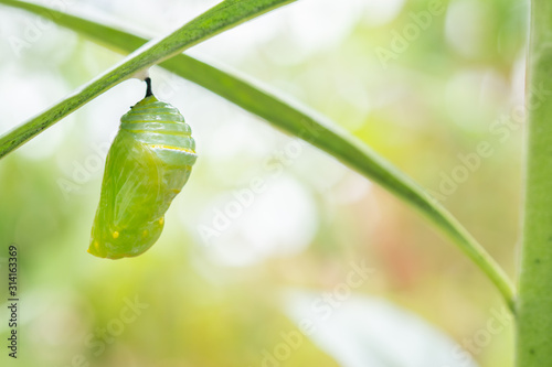 Monarch Butterfly Chrysalis Hanging on  Leaf Macro, Selective Focus with Copy Sp Fototapete
