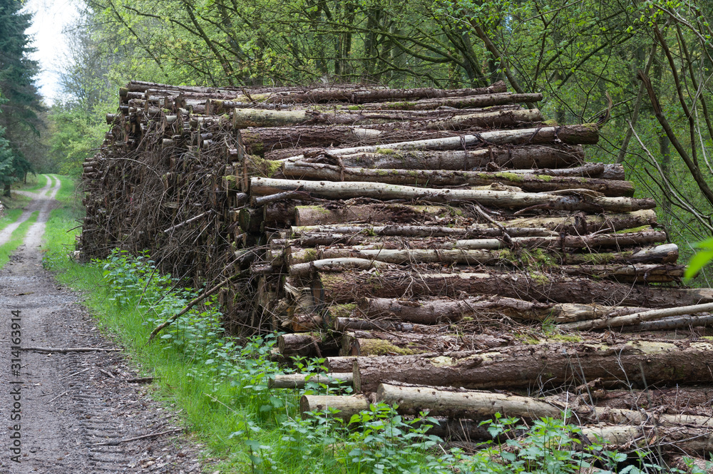 tree logs on side of rural path woodland ready for pick up storage