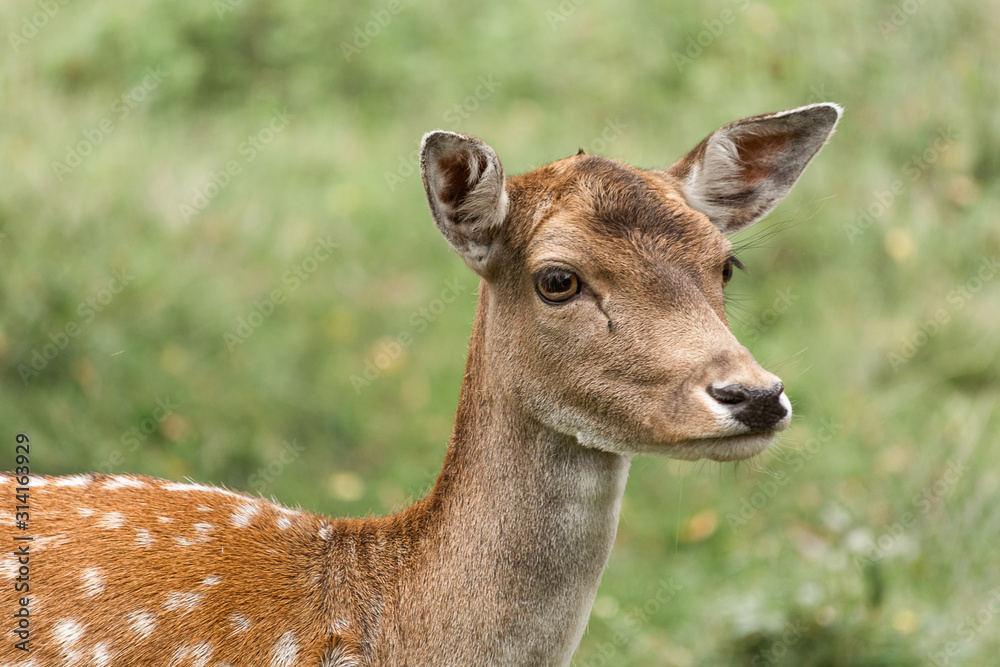 Portrait of a young deer roe on a green background.