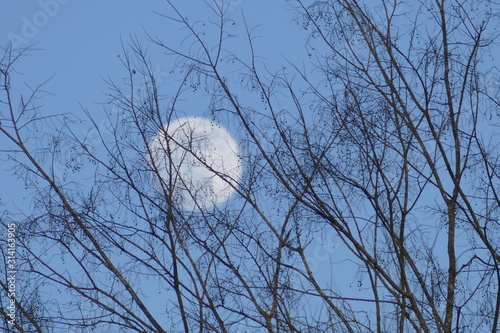 January moon thru trees