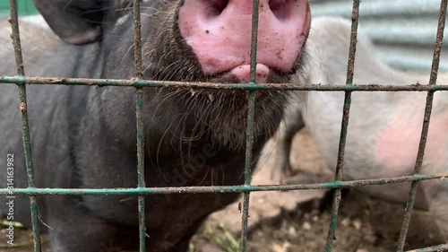 Three cute black pigs sitting behind the metal fence of the cage and begging for food, funny snouts noses close up photo