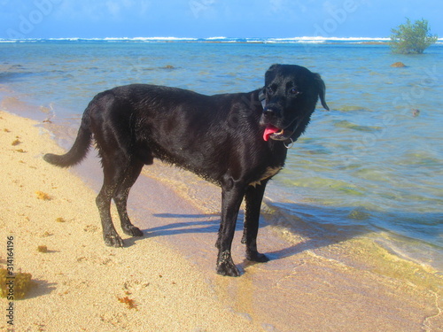 Un beau chien noir debout devant la mer
