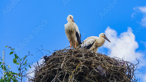 Two storks sits in the nest on blue sky background. Countryside landscape. Ecological, animal and family concept.
