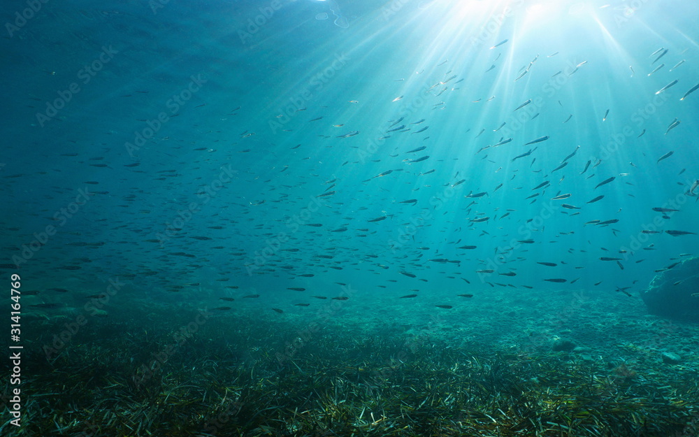 A school of atherina fish with sunlight underwater in the Mediterranean sea, natural scene, France, Occitanie