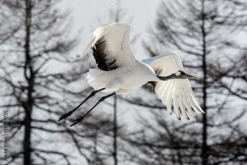 The red-crowned crane in flight. Scientific name: Grus japonensis, also called the Japanese crane or Manchurian crane.