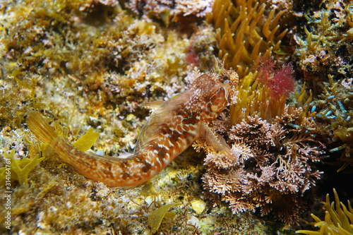 Close-up of a mystery blenny fish, Parablennius incognitus, underwater in the Mediterranean sea, France, Occitanie