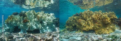 Fire coral bleaching in the Pacific ocean, healthy coral on the right part and bleached coral 6 months later on the left, French Polynesia, Oceania