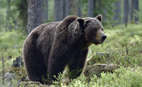 Big Adult Male of Brown bear in the summer forest. Scientific name  Ursus arctos. Natural habitat.