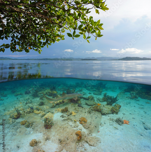 Tropical seascape with a nurse shark underwater  split view over and under water surface  Bocas del Toro  Caribbean sea  Panama  Central America