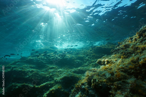 Underwater seascape in the Mediterranean sea, sunlight through water surface and rock with fish, natural scene, Catalonia, Costa Brava, Spain © dam