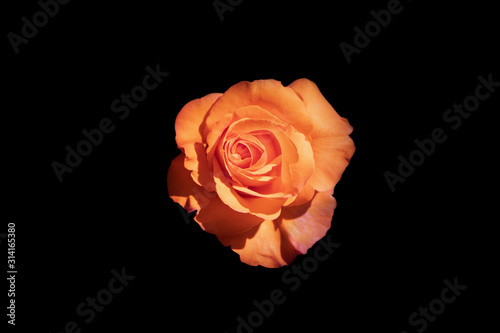 Isolated colourful close up of a single orange rose head. 