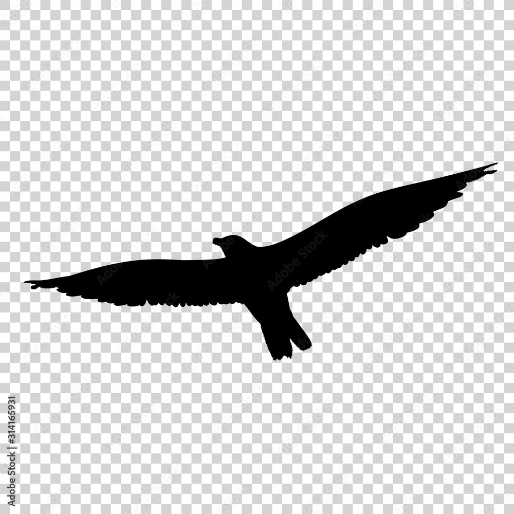 Detailed bird black silhouette isolated on transparent background. Bird icon. Flat style bird sign. Vector illustration