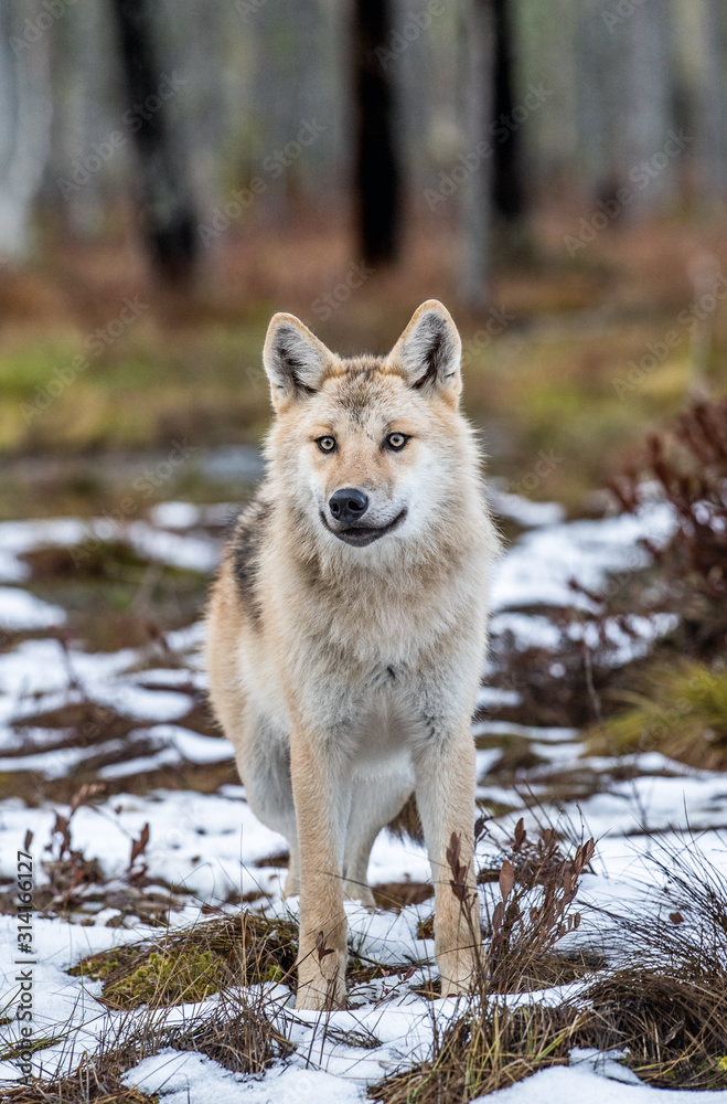 Eurasian wolf, also known as the gray or grey wolf also known as Timber wolf. Front view. Scientific name: Canis lupus lupus. Natural habitat. Autumn forest.. Eurasian wolf, also known as the gray or grey wolf also known as Timber wolf. Front view. Scientific name: Canis lupus lupus. Natural habitat. Autumn forest..