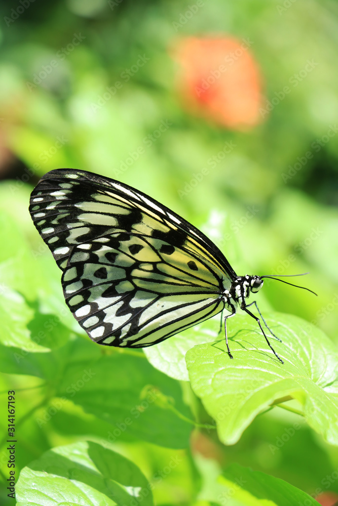 Fototapeta premium Butterfly Against Green Background