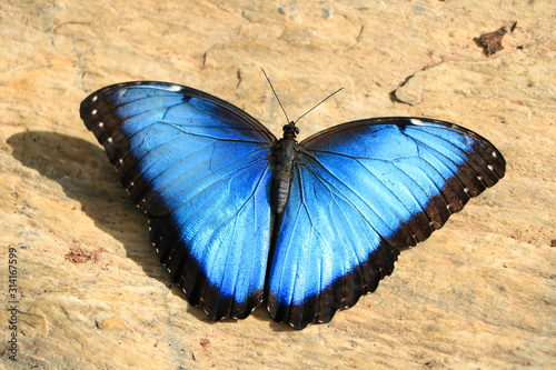 Blue Butterfly on Floor