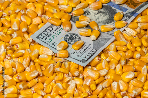 Closeup of corn kernels covering United States of America 100 dollar bill. Concept of grain commodity market prices, tariffs, and trade war