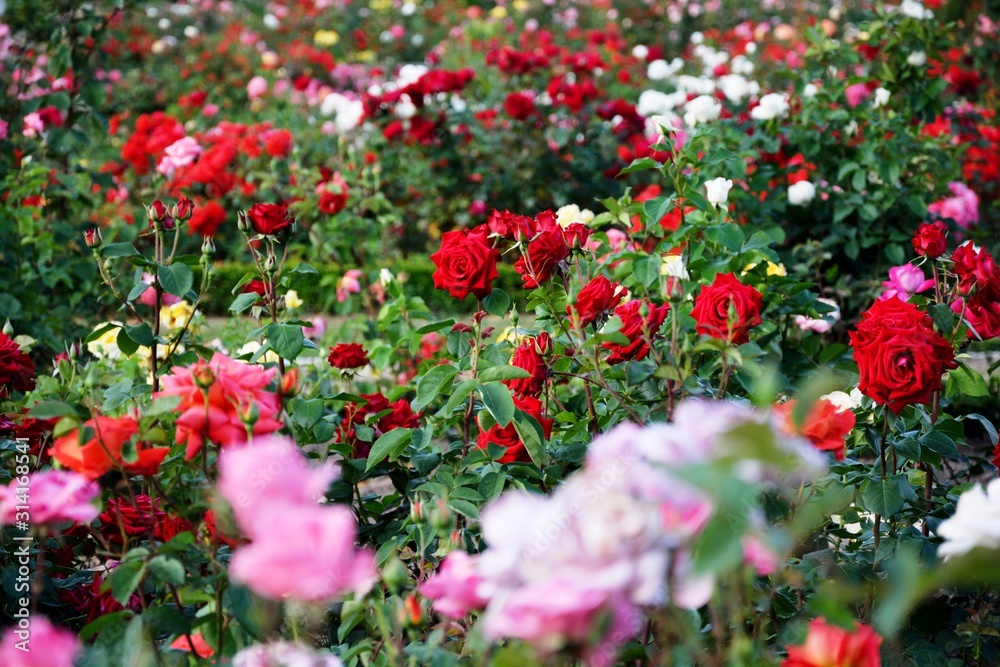 flowers and red roses in the garden