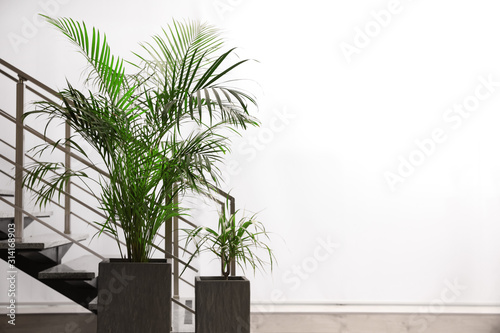 Beautiful tropical plants near stair indoors. Space for text