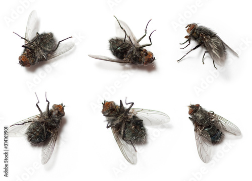 Flies isolated on white background © skovalsky