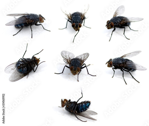 Flies isolated on white background © skovalsky