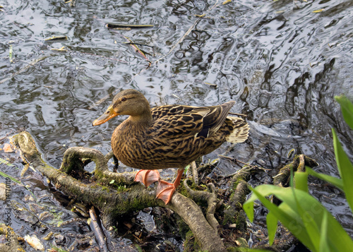 natural female gadwall duck (anas strepera) swimming in the pond photo