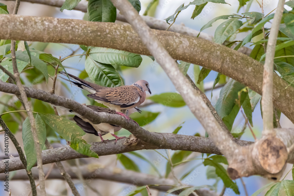 Spotted Dove (Spilopelia chinensis) in malaysia