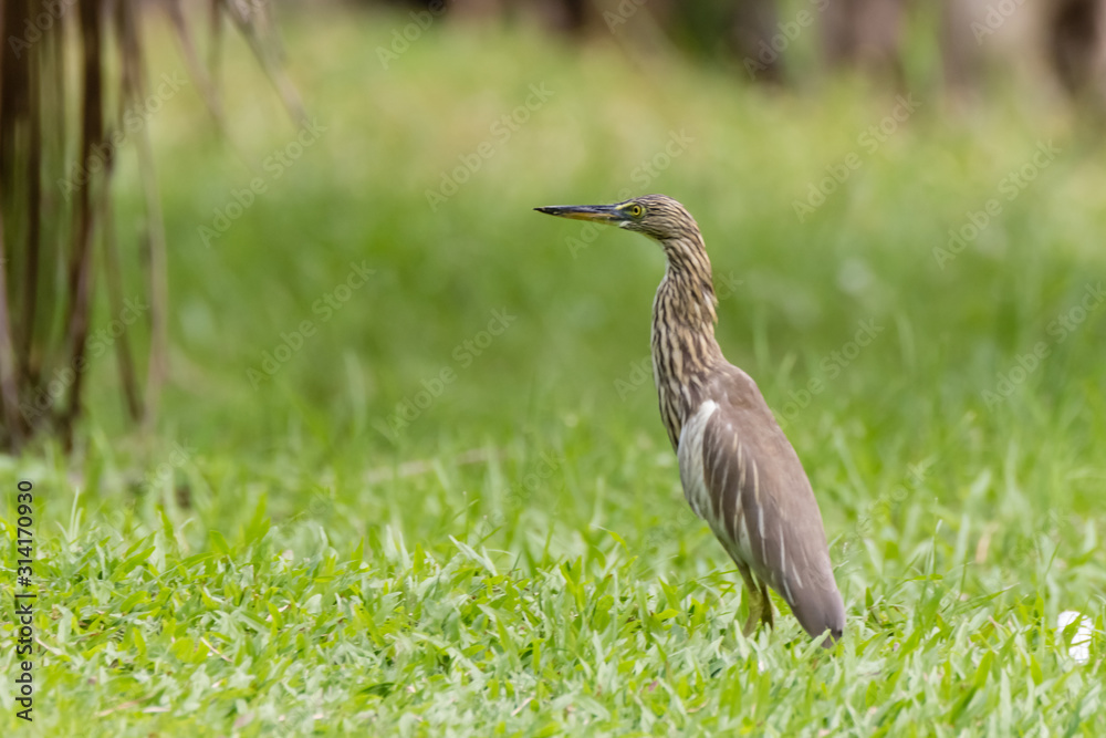 Malagasy pond heron, Chinese pond heron in nature Malagasy pond heron, Chinese pond heron in nature