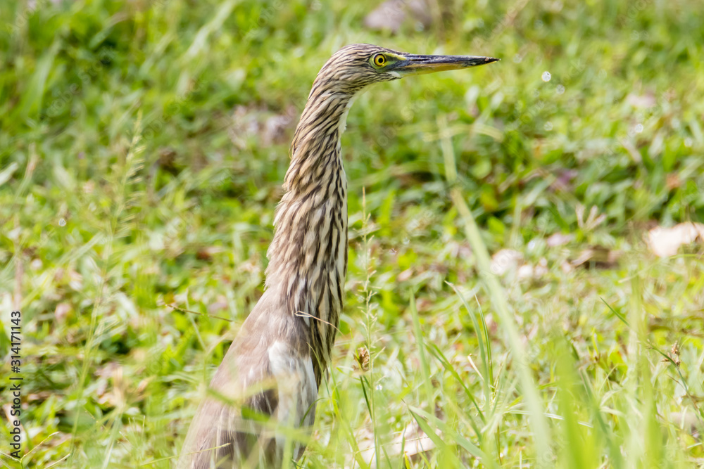 Malagasy pond heron, Chinese pond heron in nature Malagasy pond heron, Chinese pond heron in nature