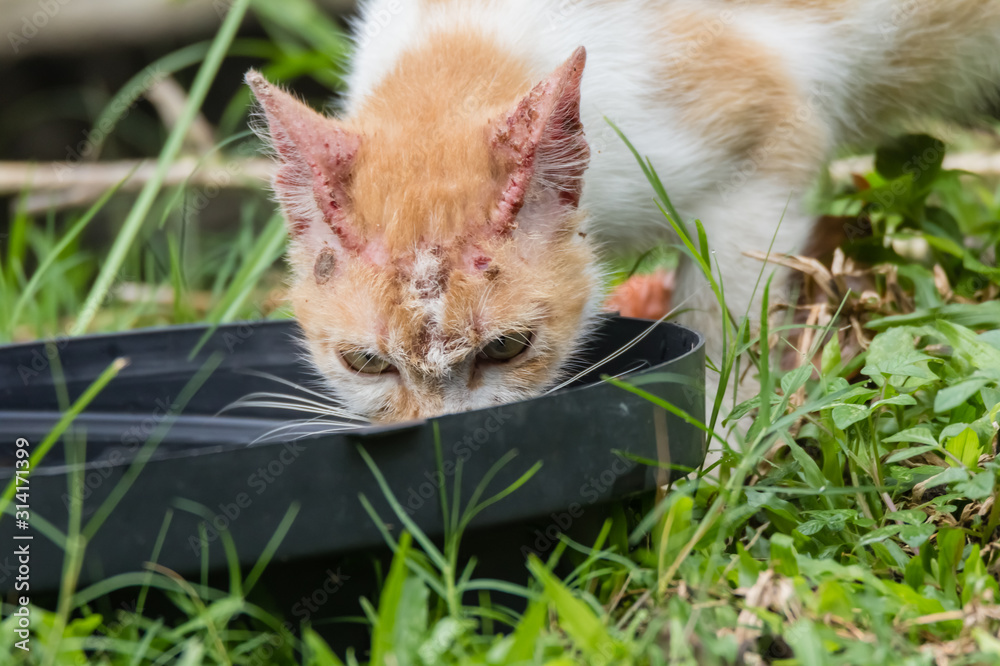 thirsty stray cat drink water thirsty stray cat drink water