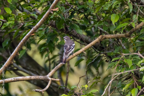 oriental magpie-robin is a small passerine bird occurring across most of the Indian subcontinent and parts of Southeast Asia photo